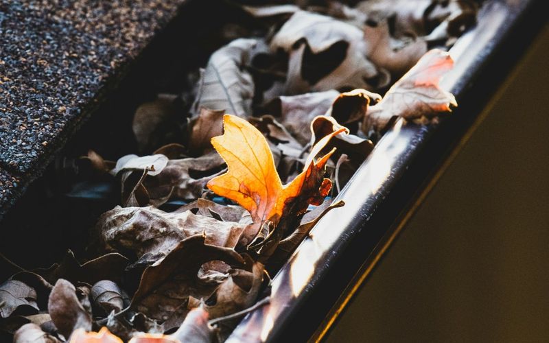 Autumn leaves clogging a roof gutter